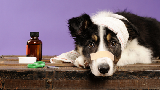 🎧Triángulo de la confianza: Parvovirus canino