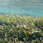 Algas tóxicas: el costo oculto del cambio climático