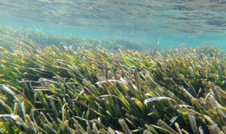 Algas tóxicas: el costo oculto del cambio climático