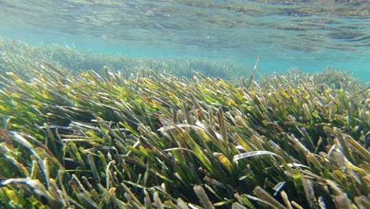 Algas tóxicas: el costo oculto del cambio climático