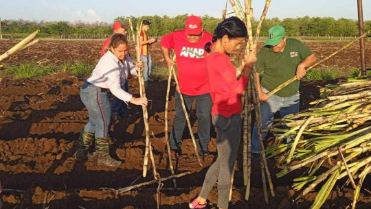 Acontece en cooperativa rodense trabajo voluntario nacional por el Día del Campesino