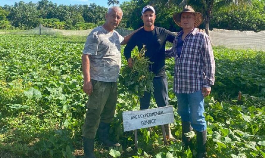 Buena acogida en Cuba a nuevos clones de boniato de Cienfuegos