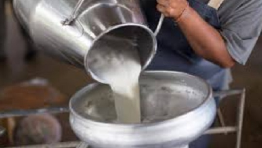 Contribuyen cooperativistas cienfuegueros con aporte de leche