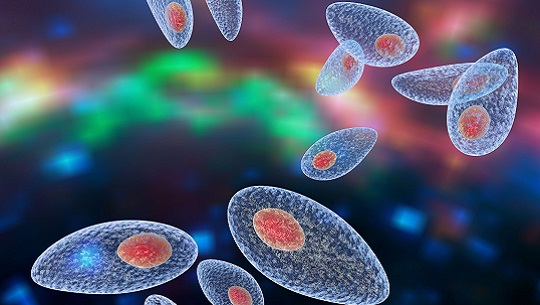 🎧 Triángulo de la confianza: La infección por toxoplasmosis
