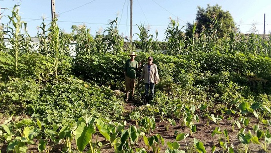 Transforman campesinos de Abreus la agroecología en soberanía alimentaria